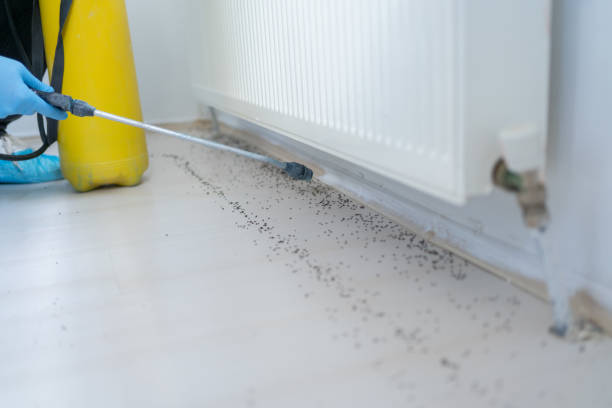 Best Mosquito Control Services  in Cambridge, NE